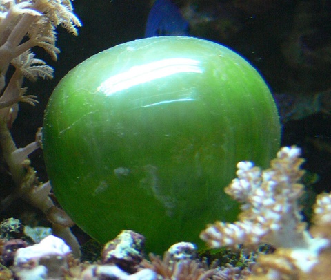 This is a Valonia Ventricosa.