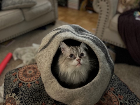 Page In Her Cat Cave