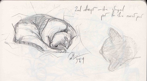 Cat Sketches 1