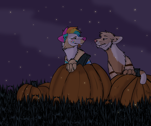 Our pumpkin patch