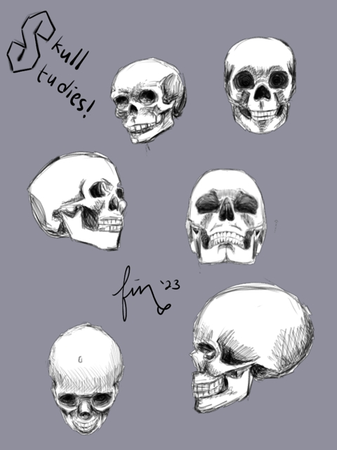 Skull studies 💀