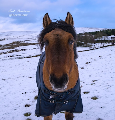 A cold horse with a warm coat
