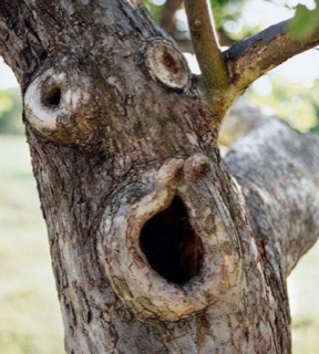 Tree Face