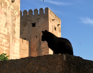 Cat of the Alhambra