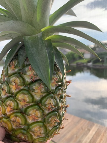 Growing Pineapples Easy as 1 2 3 ✨