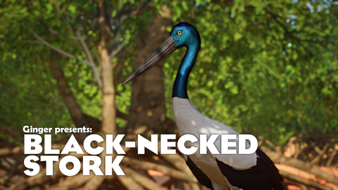 Black-Necked Stork