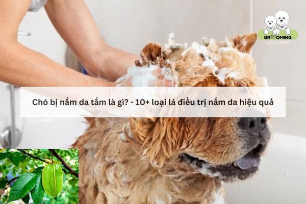 [TÌM HIỂU] - Chó bị nấm da tắm lá gì?