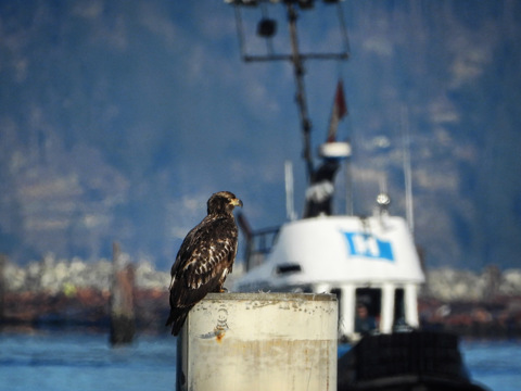 Bald eagle youngster watching tugboats