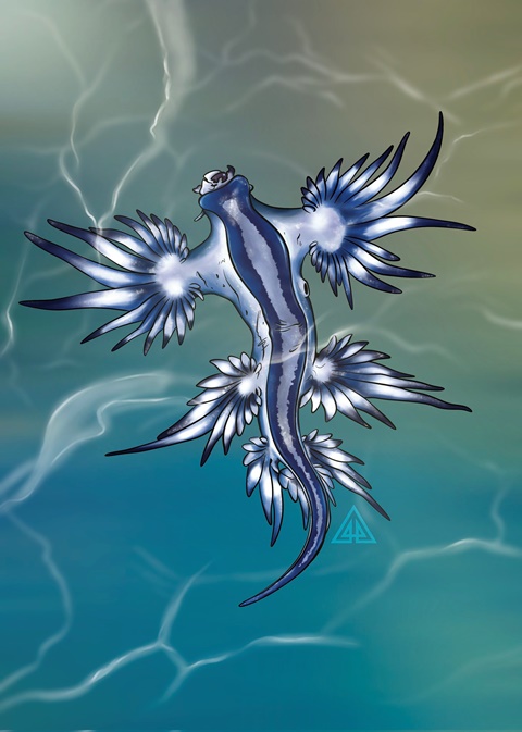 Blue Sea Dragon (Glaucus atlanticus)