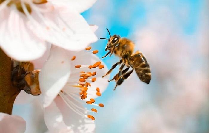 How Long Do Queen Bees Live? Things You May Didn’t