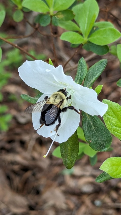 Bumblebee & Azalea