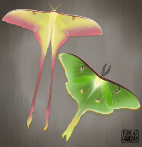 Large Silk Moths