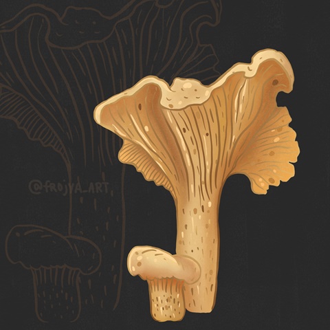 Chanterelle mushroom 🍄 
