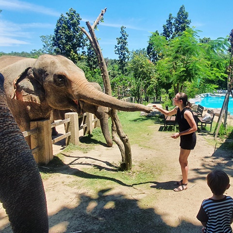 Me feeding an Elephant in Chiang Mai 