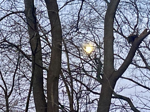 Full Moon in a Tree