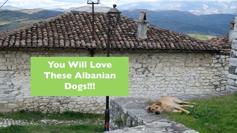 You will love these Albanian Dogs