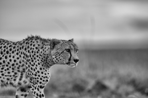 Morning Cheetah 
