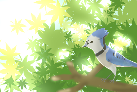 A Blue Jay