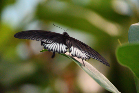 Papilio memnon #2