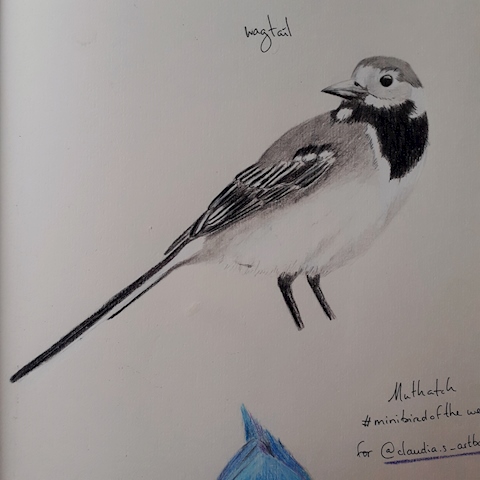 A wagtail