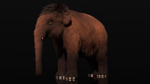 Preview: Juvenile Woolly Mammoth