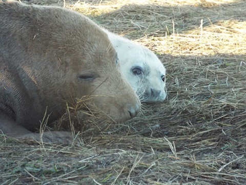 Donna Nook seals are the cutest 