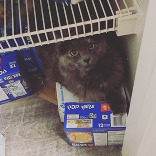 Luna, Protector of PopTarts