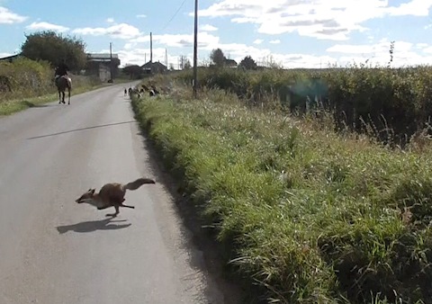 Portman Hunt chasing a fox