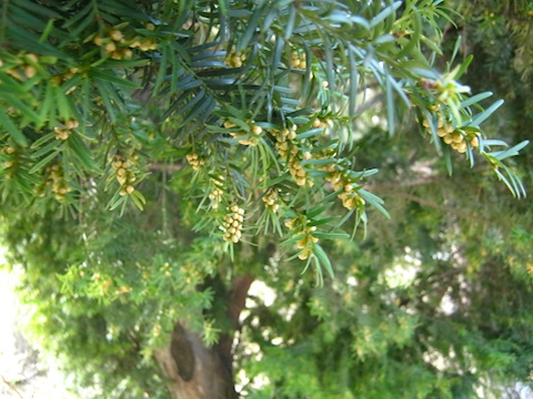 Evergreen tree in Tsar Simeon's Garden