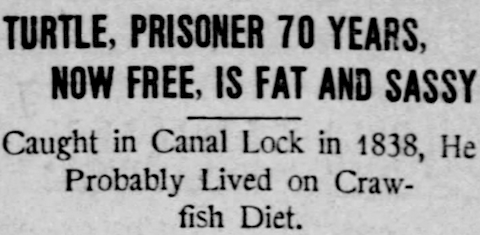 St. Louis Post-Dispatch, Missouri, October 4, 1908