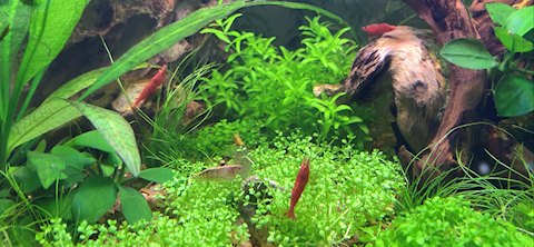 Shrimp Update!