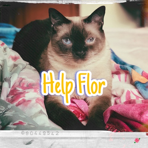 Help Save My Cat's Life: Flor Needs Urgent Surgery