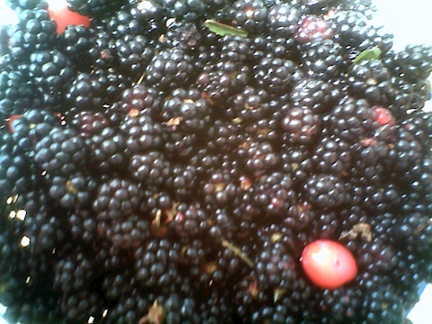 Wild Black Berries