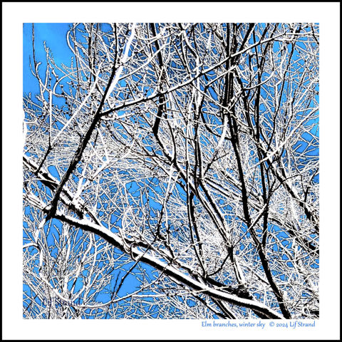 Elm branches, winter sky