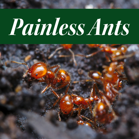 💀💀Painless ants🐜🐜