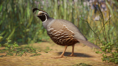 California Quail Mod Remake