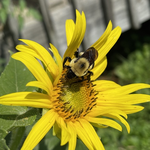 Have a bee-tiful day!