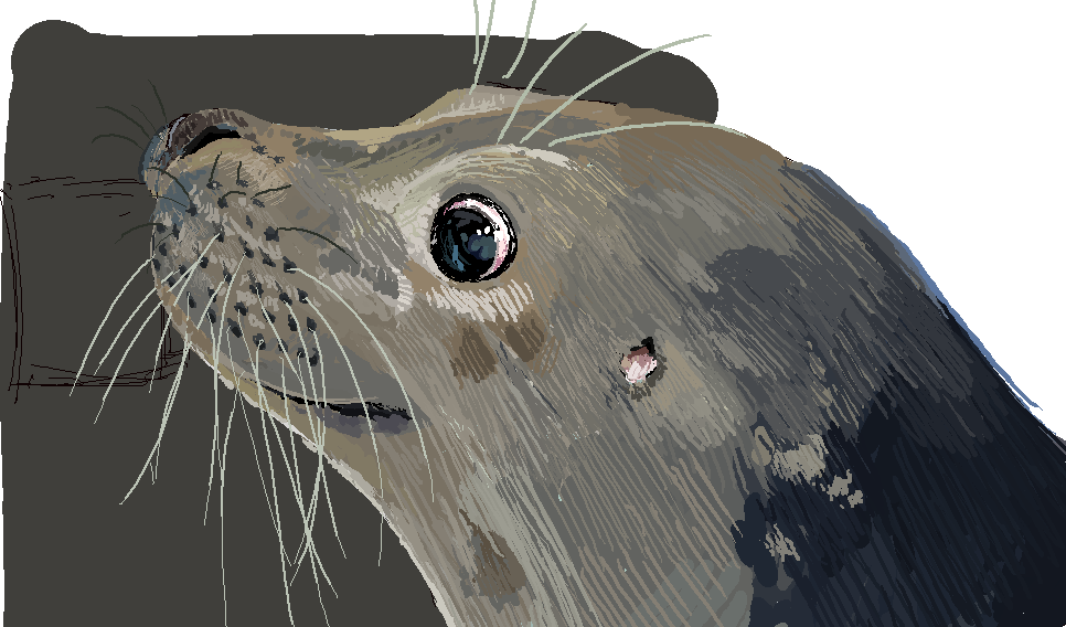 old seal doodles (soodles)
