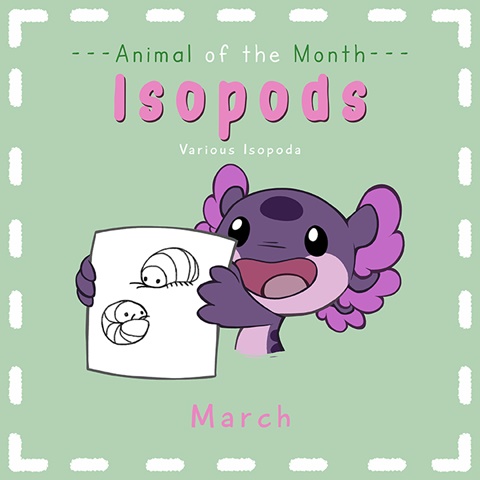Animal of the Month: Isopods!
