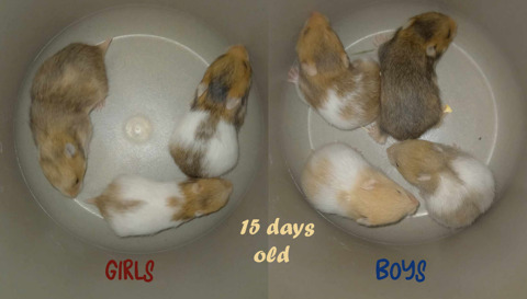 15 days old hamster babies