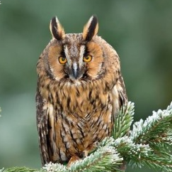 Picture of an Owl on a Branch