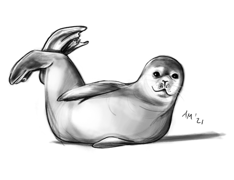 Day 9 - A baby seal!