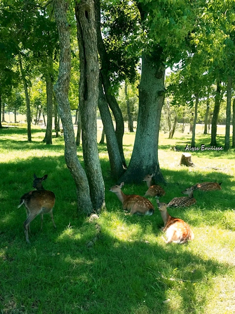 Spotted Deer Resting