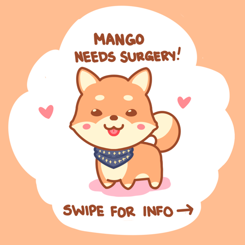 Mango Needs Surgery!