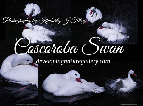 Coscoroba Swans