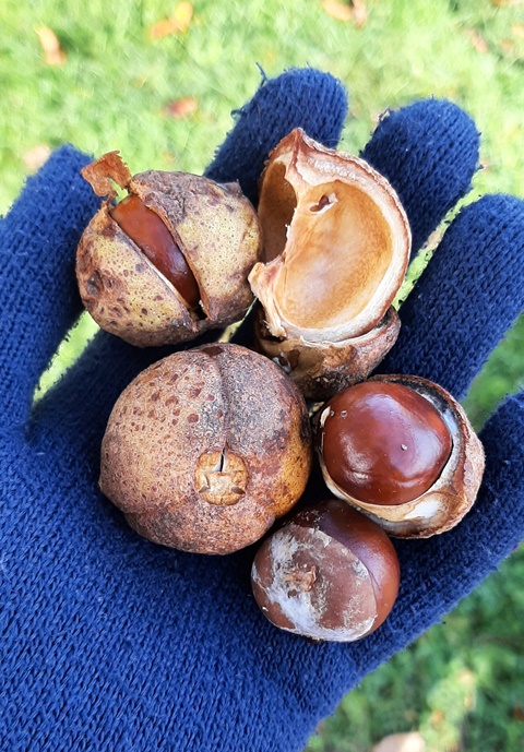 It's Conker Season! 