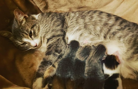 Momma Katara and her babies