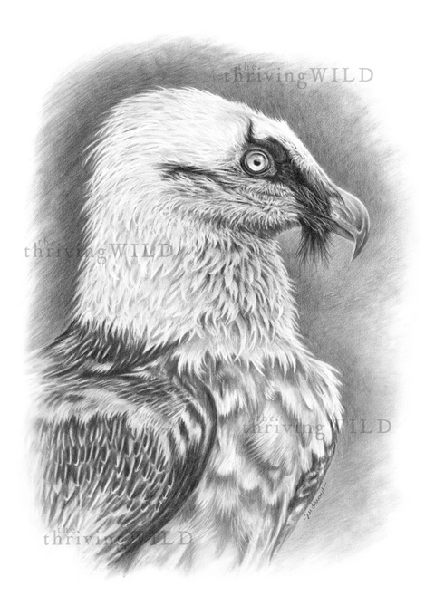Bearded Vulture (Lammergeier) Pencil Drawing