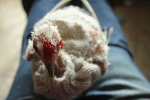 Poule in a Pullover. My Leucistic Hen Angelique