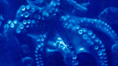 Vivienne Westwood Octopus